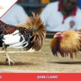 soi kèo đá gà cựa dao