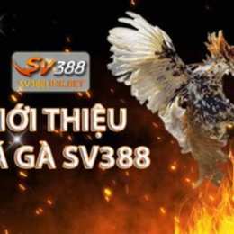 sv 388 đá gà