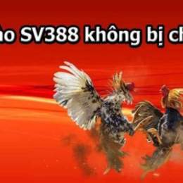 sv388 com link da ga thomo