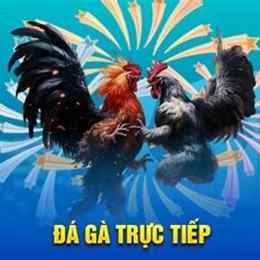 tai da ga 7789bet.top