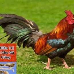 thị phương đá gà thomo