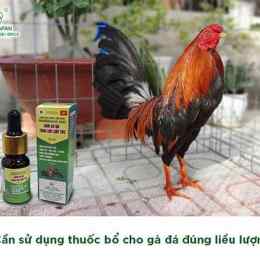 thời gian cho gà đá ăn