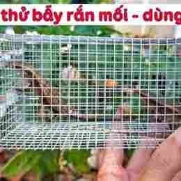 thử đặt bẫy rắn | nỗi da gà với con rắn này