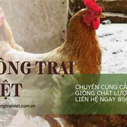 thu mua gà thịt tại đà nẵng
