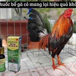 thuốc bổ gà đá