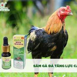 thuốc nuôi gà đá tốt nhất