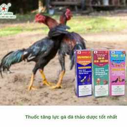 thuoc tang luc ga da cua sat