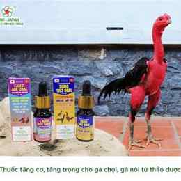 thuốc tăng trưởng cho gà đá