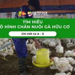 tim nguoi nuoi ga da