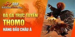 tính năng nổi bật 2bong đá gà sv388