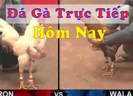 tính năng nổi bật alo đá gà trực tiếp