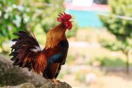 tính năng nổi bật bài hát thấy trời đã sáng gà gáy ó o