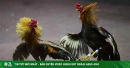 tính năng nổi bật bắn chết người đá gà