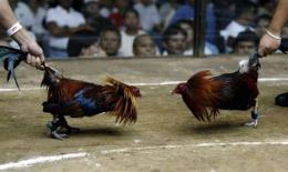 tính năng nổi bật băng cựa gà đá casino