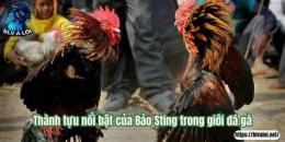 tính năng nổi bật bảo si ting đá gà