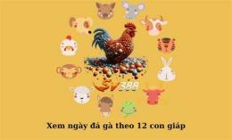 tính năng nổi bật bí kíp xem ngày gà đá