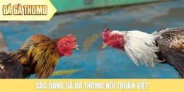 tính năng nổi bật bj39 đá gà thomo