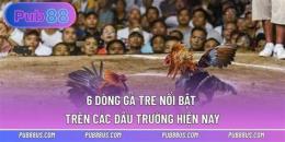 tính năng nổi bật các dòng gà tre đá