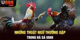 tính năng nổi bật các thuật ngữ đá gà