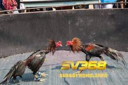 tính năng nổi bật các thuật ngữ trong đá gà