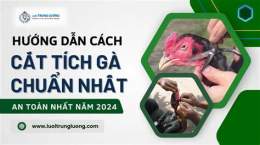 tính năng nổi bật cách cắt tích gà đá