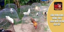 tính năng nổi bật cách chăm sóc gà đá cựa sắt
