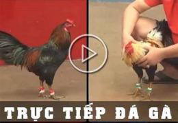 tính năng nổi bật cách chơi đá gà thomo