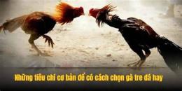 tính năng nổi bật cách chọn gà tre đá