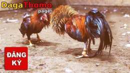 tính năng nổi bật cách đăng ký trang đá gà thomo