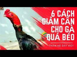 tính năng nổi bật cách giảm cân cho gà đá