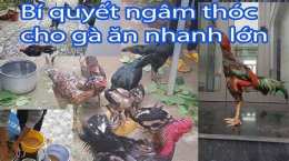 tính năng nổi bật cách ngâm lúa cho gà đá