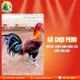 tính năng nổi bật cách nhận biết các loại gà đá