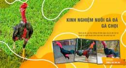 tính năng nổi bật cách nuôi gà đá bị tang