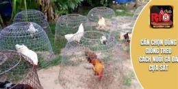 tính năng nổi bật cách nuôi gà đá cựa người mỹ