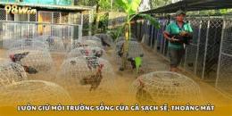 tính năng nổi bật cách nuôi gà mỹ đá cựa sắt