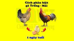 tính năng nổi bật cách phân biệt gà đá