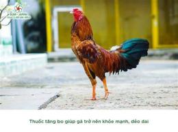 tính năng nổi bật cách tăng bo cho gà đá