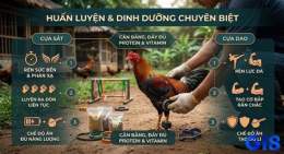 tính năng nổi bật cách tập thể lực cho gà đá cựa sắt