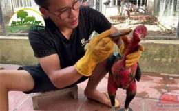 tính năng nổi bật cách vào nghệ cho gà đá