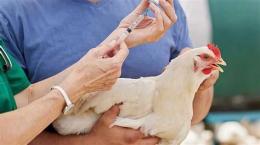 tính năng nổi bật cách xả thuốc gà đá
