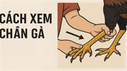 tính năng nổi bật cách xem gà chọi đá hay