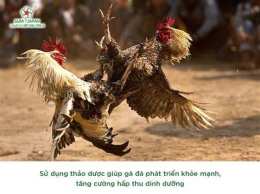 tính năng nổi bật chăn nuôi gà đá