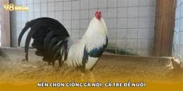 tính năng nổi bật chỉ cách nuôi gà đá