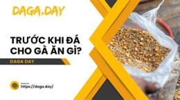 tính năng nổi bật cho gà an gì trước khi đá