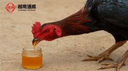 tính năng nổi bật cho gà đá uống mật ong có tốt không