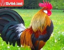 tính năng nổi bật chợ tốt, gà đá quận 2