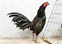 tính năng nổi bật chọn gà đá cựa sắt hay