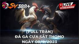 tính năng nổi bật chúng kết đá gà thomo hôm nay