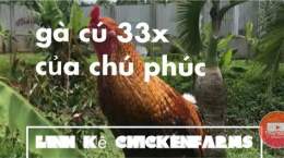 tính năng nổi bật clip đá gà cú phúc bình dương