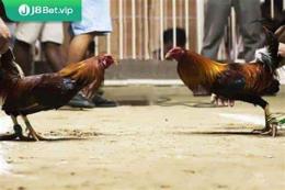 tính năng nổi bật clip đá gà thái lan